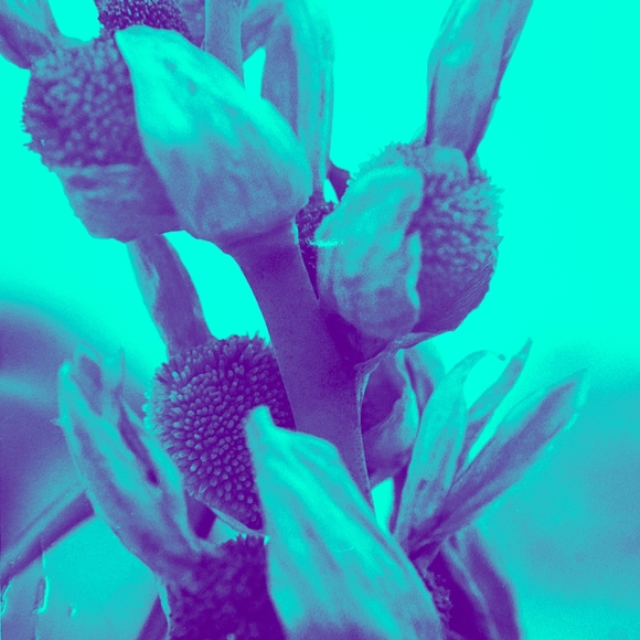 Meet your Posher, Frenzy - Picture 2 of 11